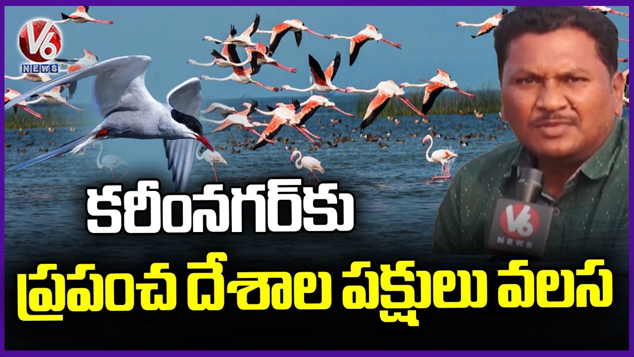 World Rare Migratory Birds Flock to Karimnagar | V6 News