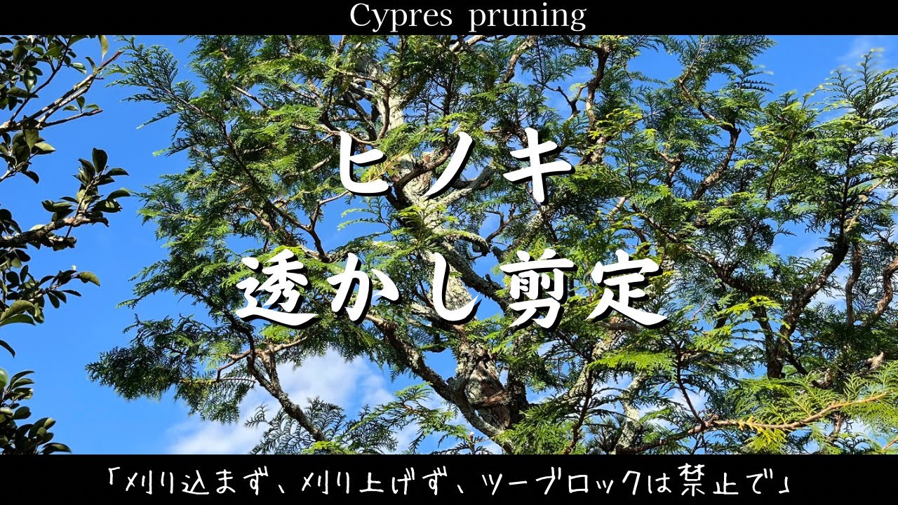 【ヒノキ】を刈り込まずに透かし剪定で仕上げる〜作業風景多め！見て学ぶスタイルでよろしくどうぞ！〜