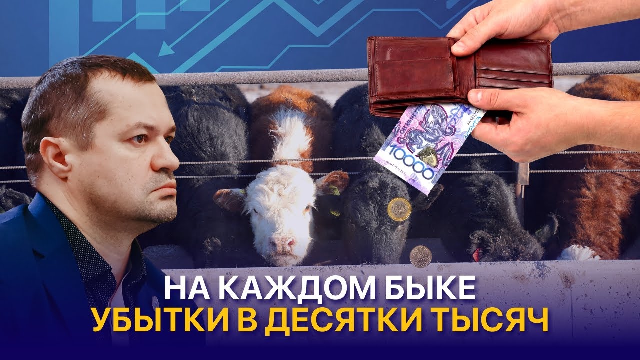 Как убой бычков превращается в убытки для фермеров?