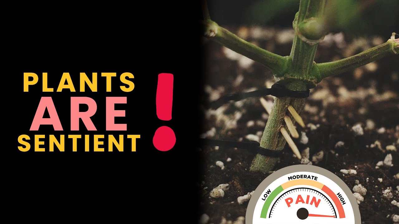 Растения разумны &mdash; эксперименты