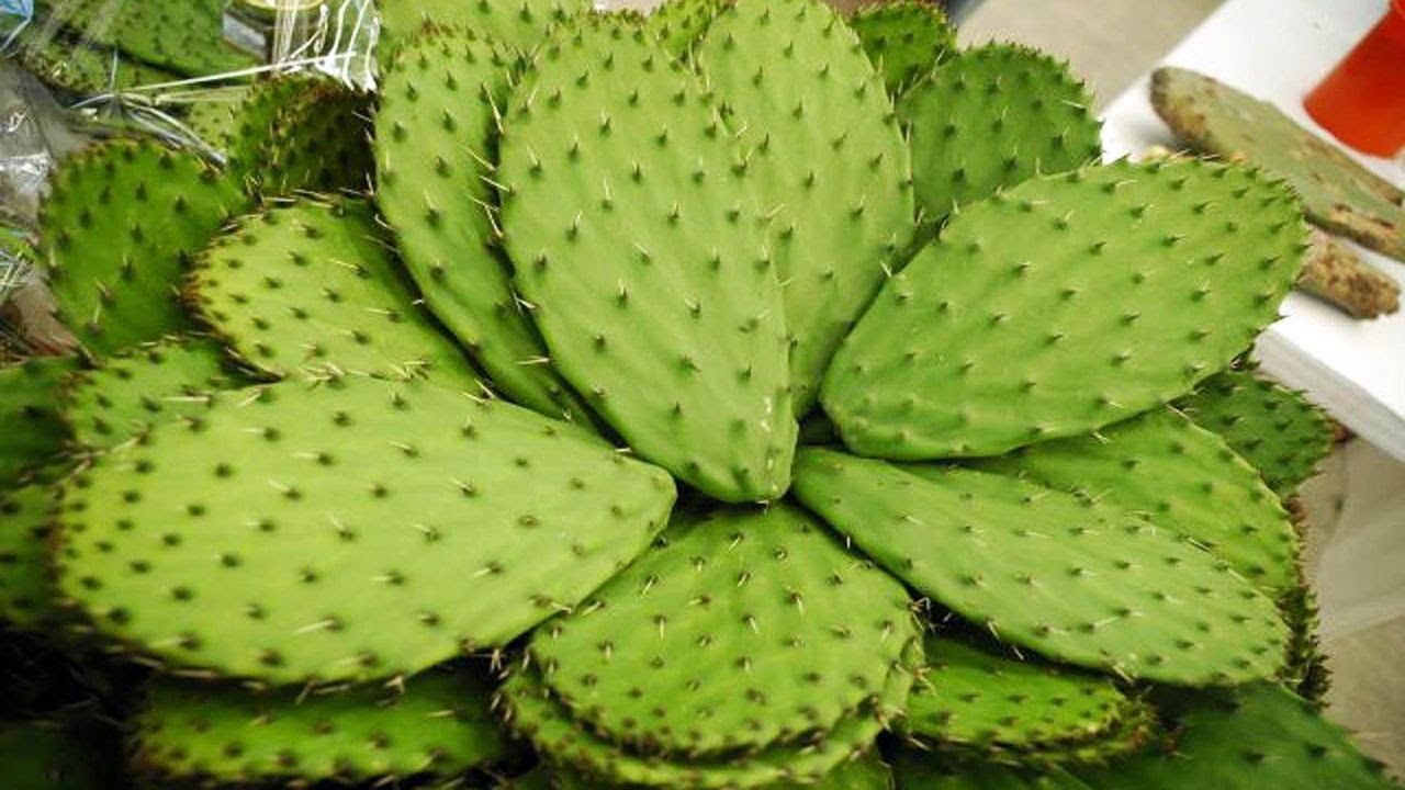 ANTIINFLAMATORIO NATURAL HECHO CON HOJAS DE CHUMBERA O NOPAL