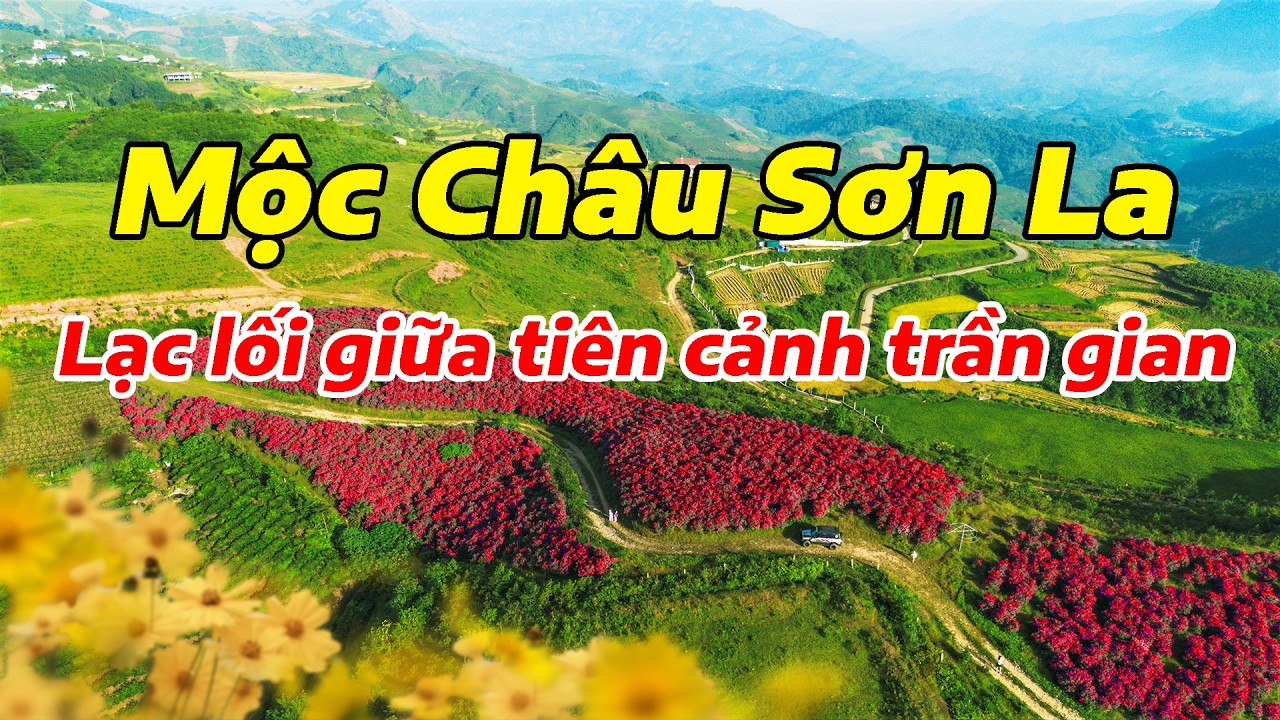 Khi nào thì Mộc Châu có hoa Mai Anh Đào, có hoa Mận, ngắm vườn hồng chín đỏ.