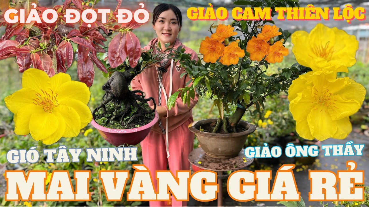 28-02 CHỊ THU Giao Lưu Mai Vàng Giá Rẻ, Giảo Cam Thiên Lộc, Giảo Ông Thầy, Đọt Đỏ • THÀNH TRỌNG LÊ