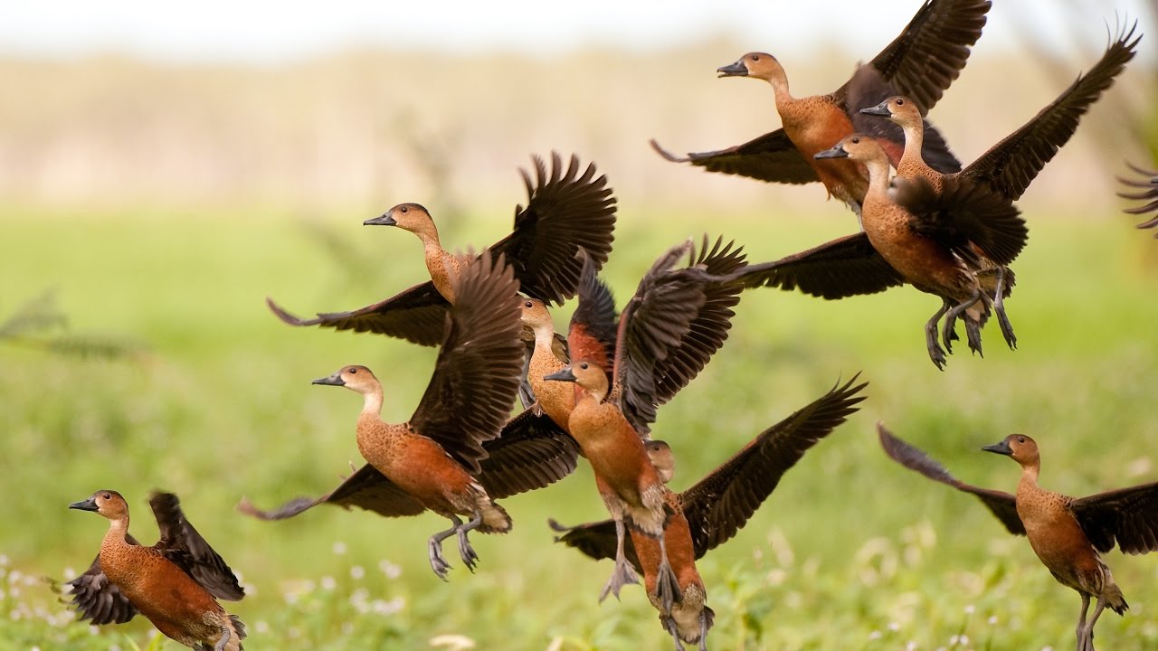 D500 & 200-500 wildlife video clips