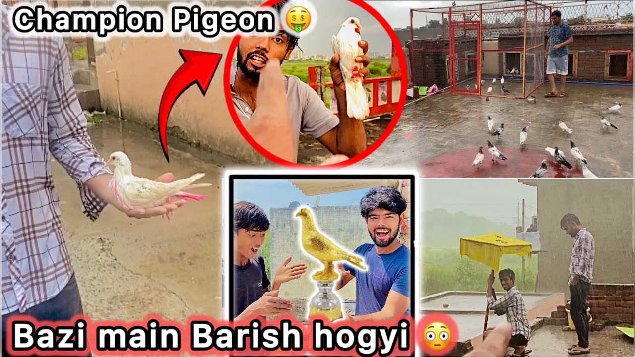 Finally Gaon wali bazi jeet Gye 🤑 || Bht Tej Barish Hone lgi 😮 || Kabootar Tournament 🕊️