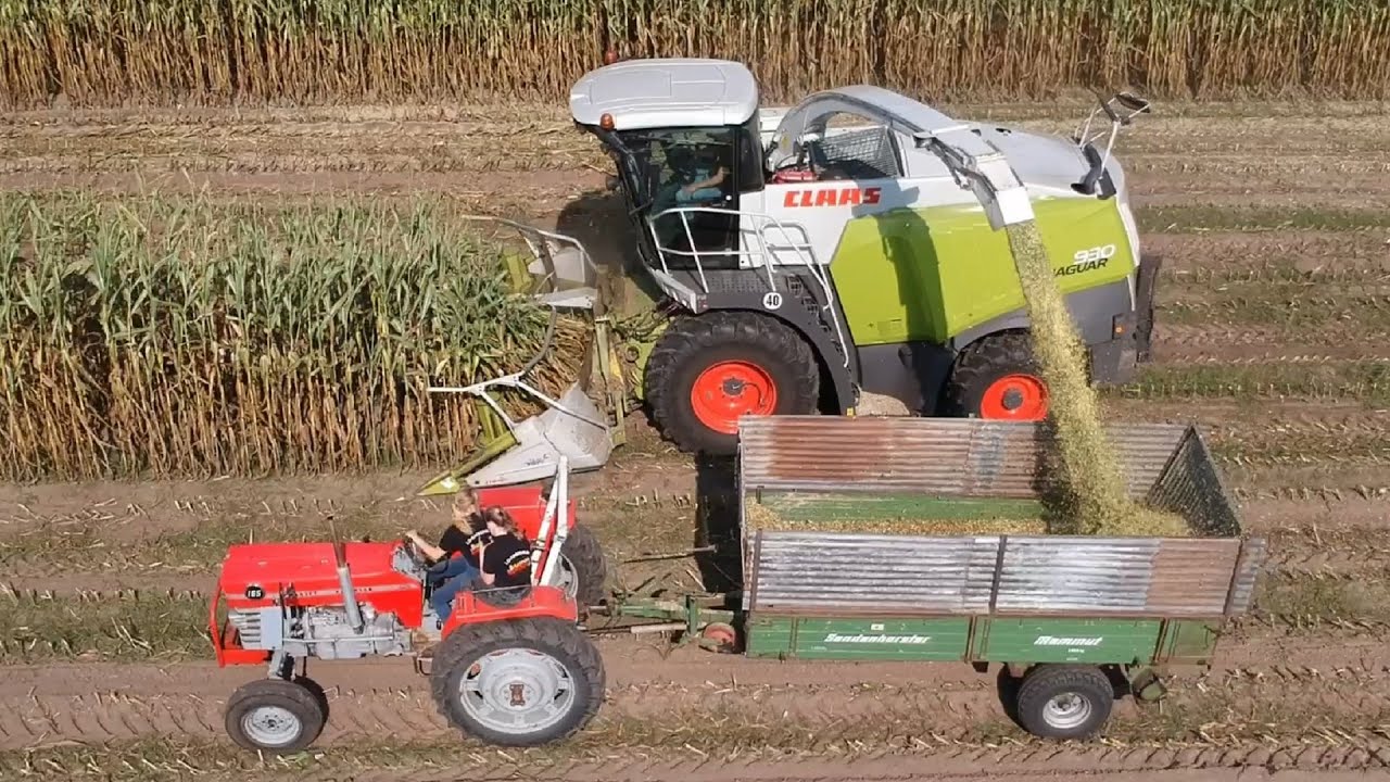 Chopping corn with neighbour & neighbour