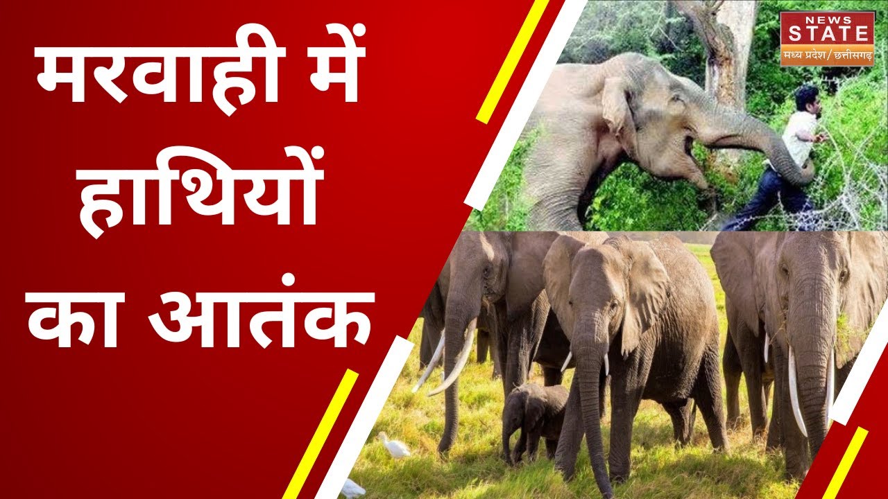 Elephant Terror in Marwahi : मरवाही में हाथियों का आतंक,  लगातार लोगों को रहे हैं कुचल | MP News