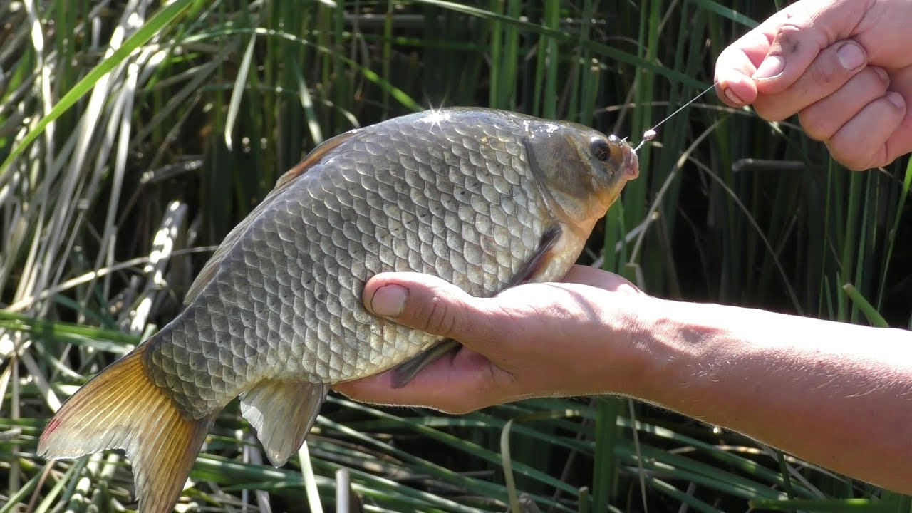 КАРАСЬ В ЖАРУ. ТЕСТИРУЕМ БОКОВОЙ КИВОК