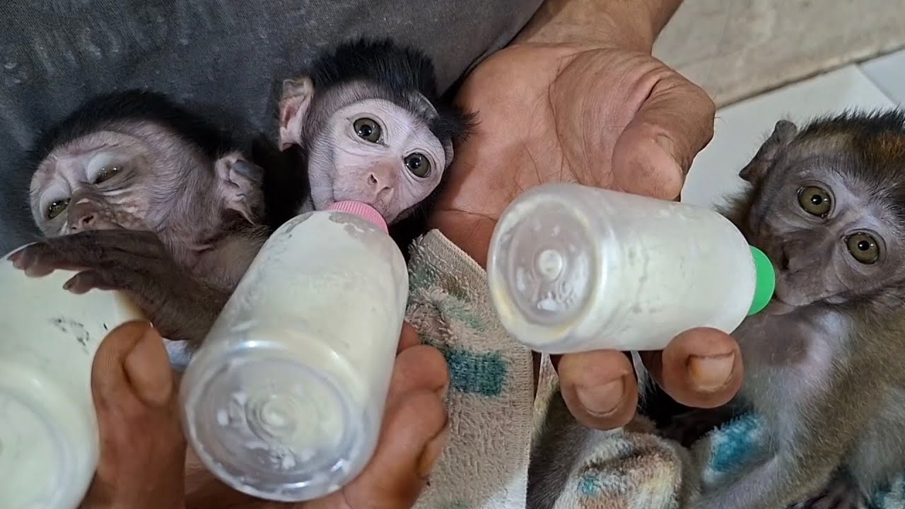 Baby monkey goku's bald head has started to grow hair.