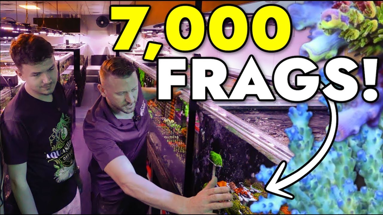 Preparing 7,000 Coral Frags For Black Friday Sale at Top Shelf Aquatics