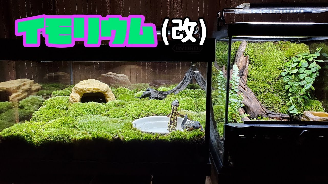 【イモリウム 大改造】イモリが暮らしやすい環境作り