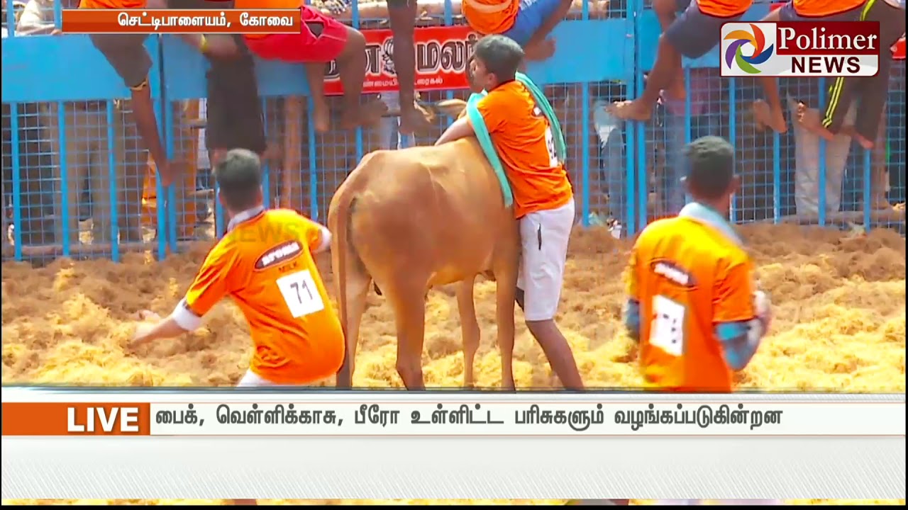 கோவை : வாடிவாசல் வழியாக சீறிப்பாய்ந்த காளைகள் , 400க்கும் மேற்பட்ட மாடுபிடி வீரர்கள் பங்கேற்பு