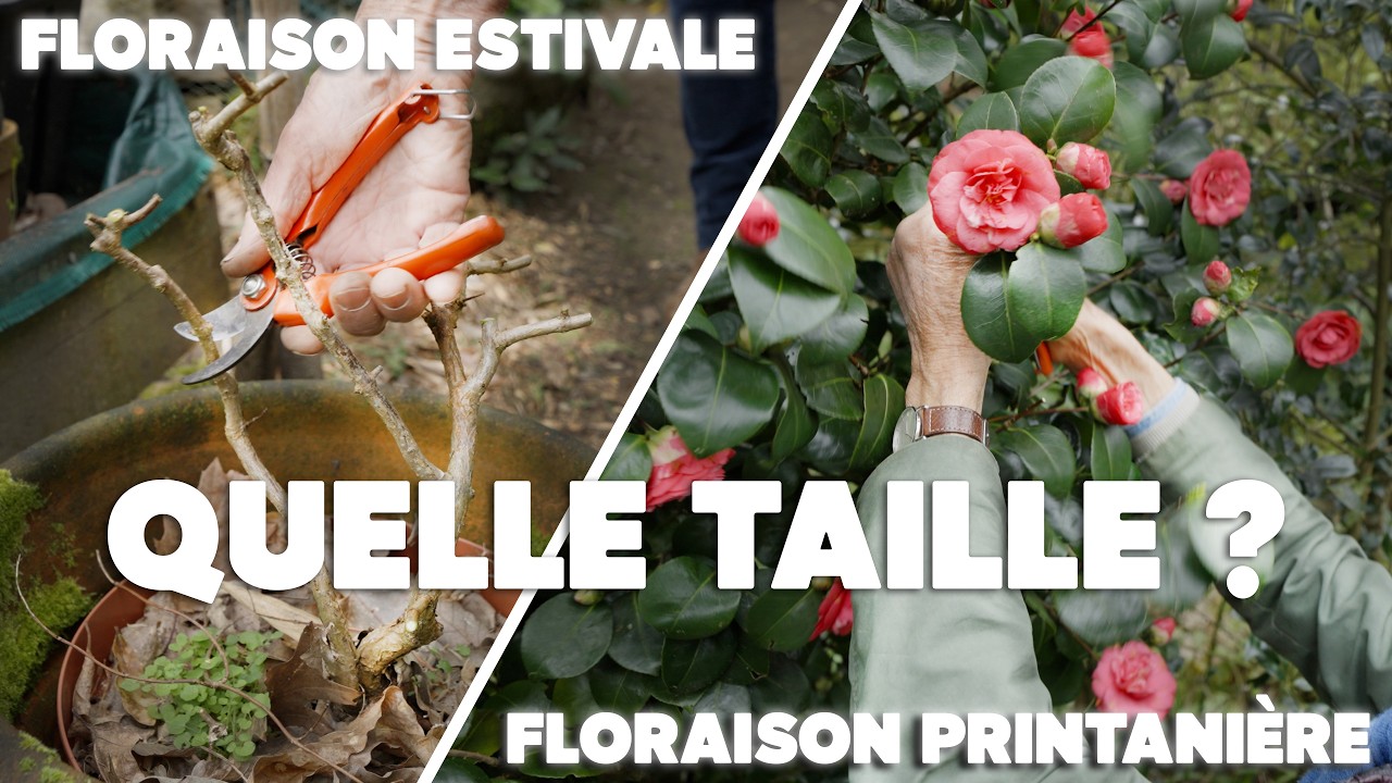Floraison ratée ? Voici comment bien tailler selon le type de floraison