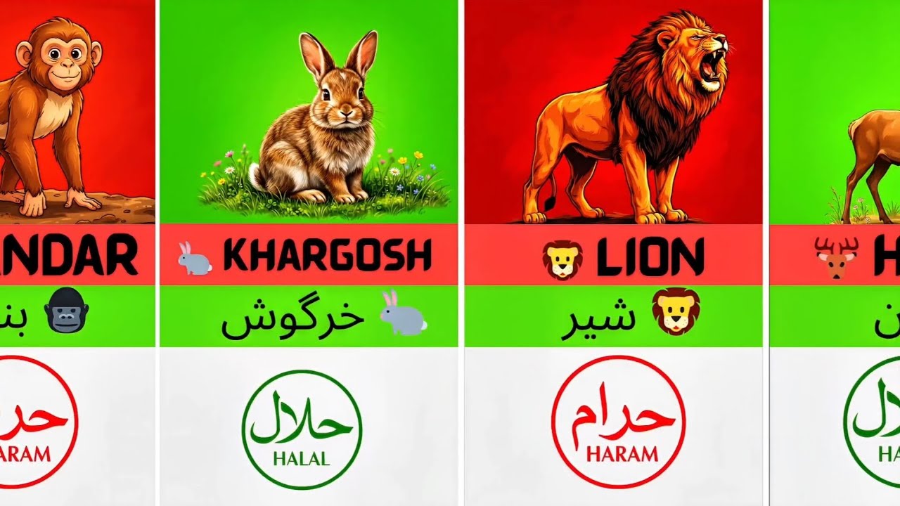 ✅Halal and 🚫haram animals in islam✨