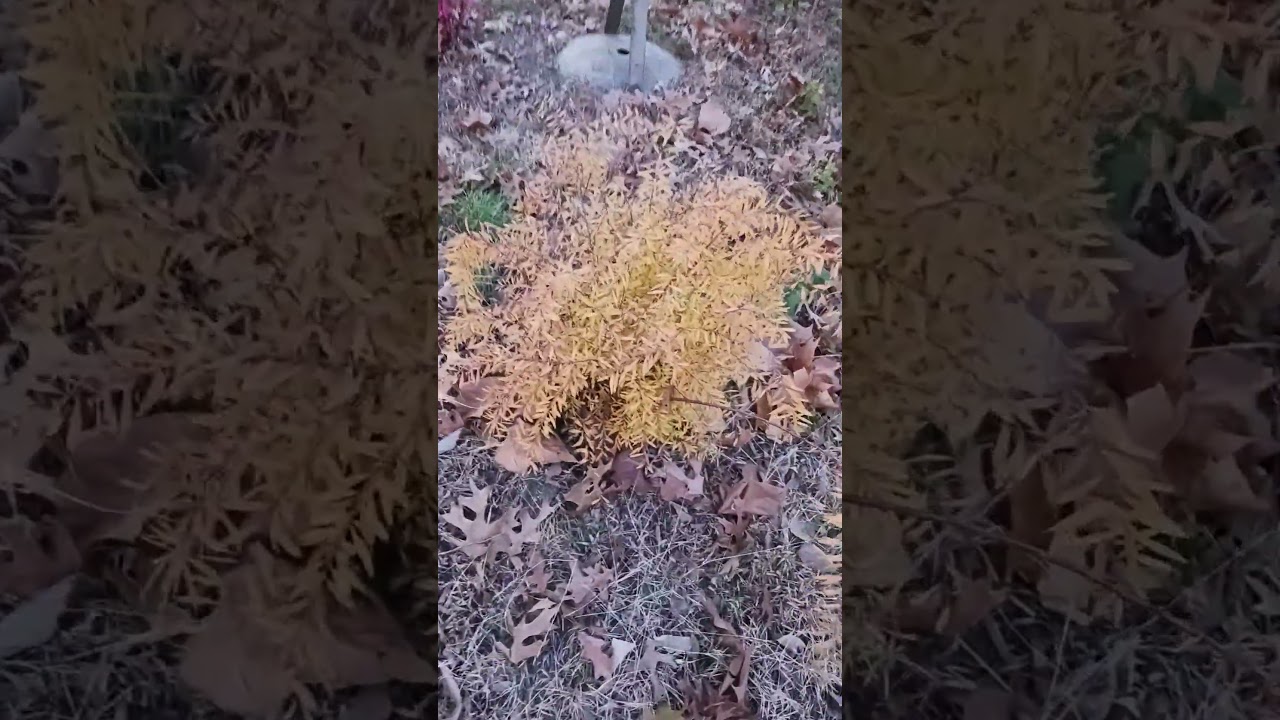 Gold Thread Spirea. 