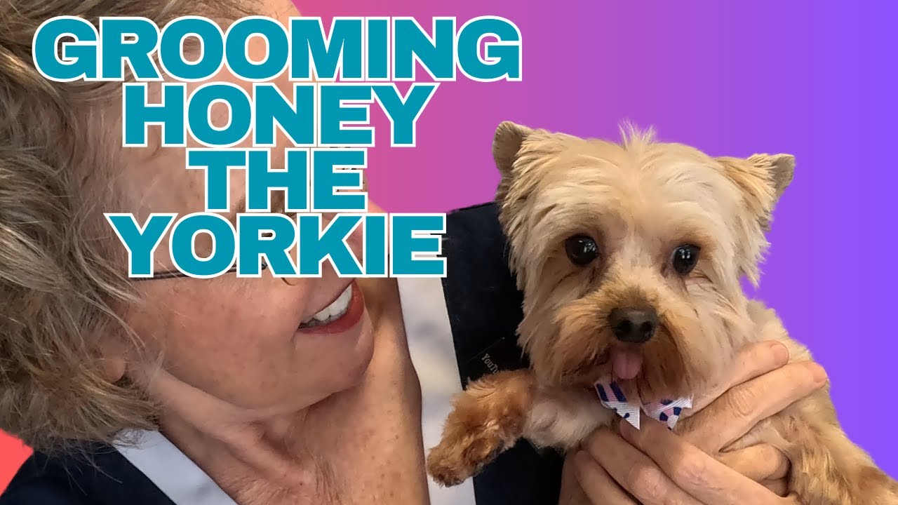 Honey the Yorkie Gets Groomed