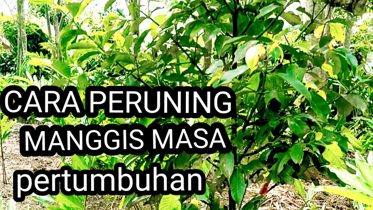cara peruning manggis / di masa pertumbuhan usia 3 thn dan 5 thn