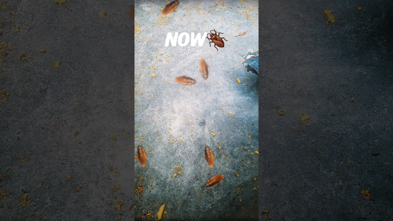 COCKROACH =PARTY👍#funny #comedy #viral #trending #reelsindia #shorts #humor