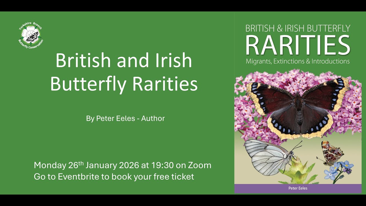 British and Irish Butterfly Rarities  by Peter Eeles