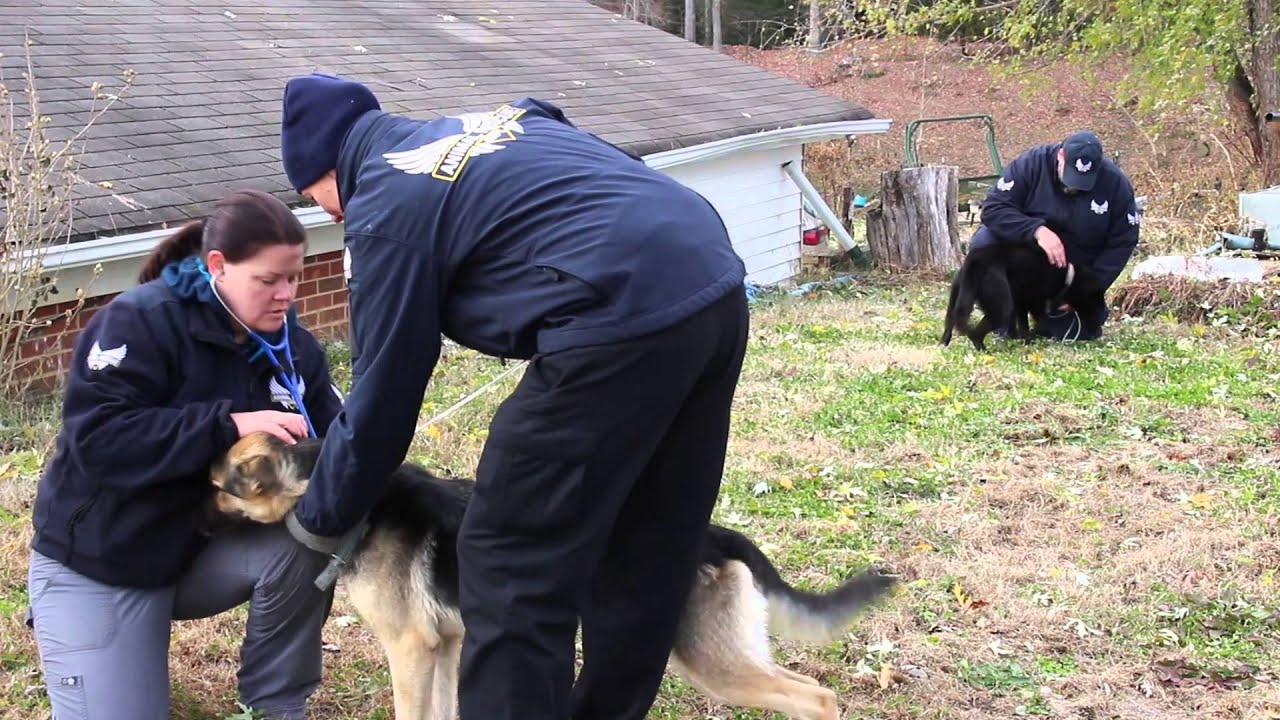 American Dog Rescue Partners with Animal Rescue Corps to Save More Than 120 Animals in November 2014