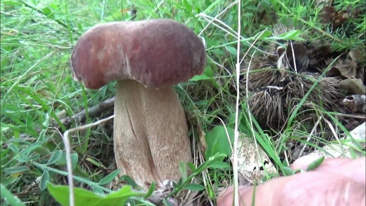 FUNGHI PORCINI DI SETTEMBRE