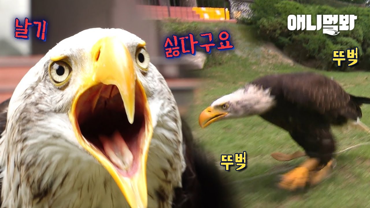 Трусливый орел, который ходит, а не летает LOL