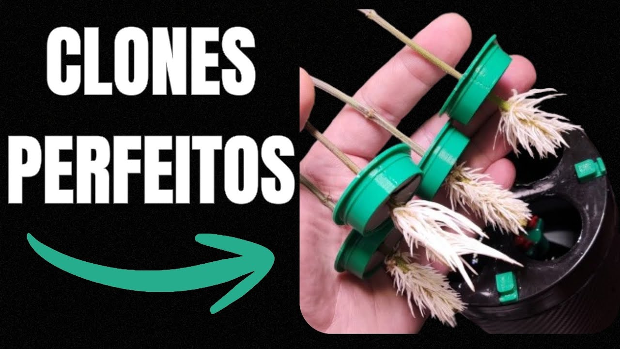 COMO FAZER CLONES PERFEITOS NA CANNABIS (Passo a Passo Simples + Resultados Reais)