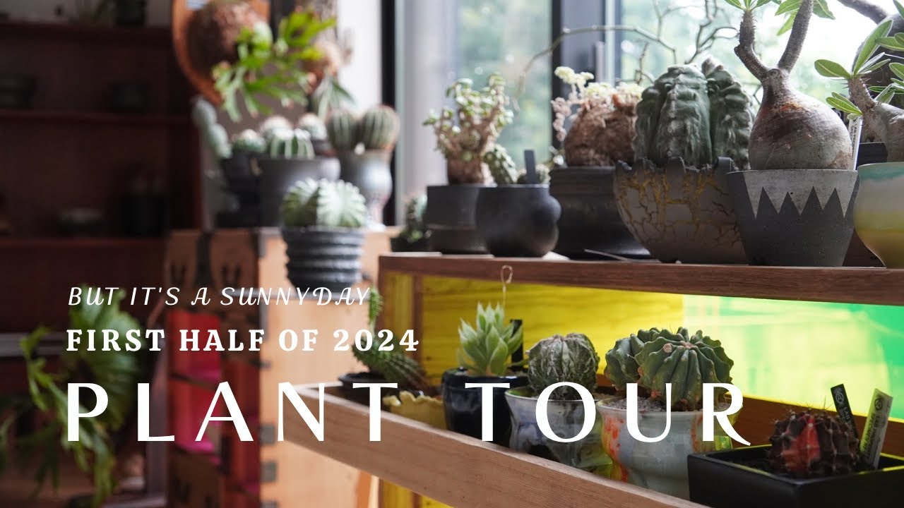【PLANT TOUR】作家鉢に仕立てた塊根植物とサボテンなど我が家の珍奇植物を紹介 2024年上半期分のプラントツアー