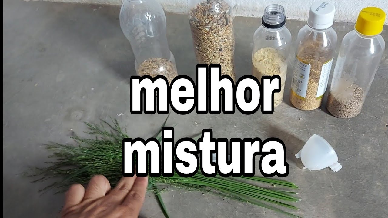 alimentação dos meus Golinhas