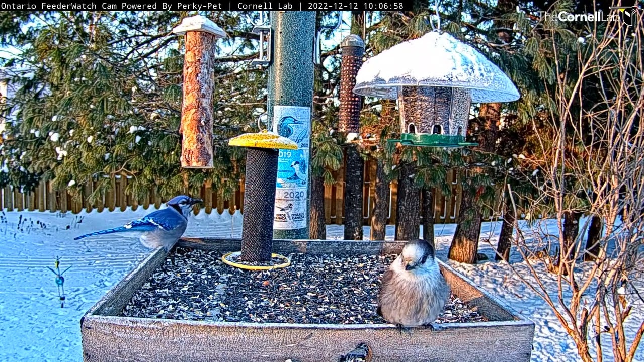 Two Corvids (Canada Jay And Blue Jay) Spend Time Together At Ontario Feeders &ndash;&nbsp;Dec. 12, 2022