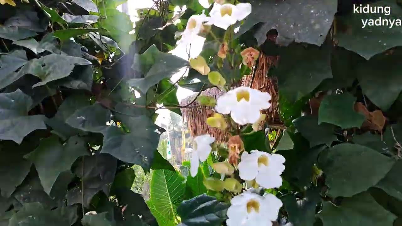 Babi Guling di Luwus || Babi Guling Golden || Denpasar - Singaraja #babigulinggolden