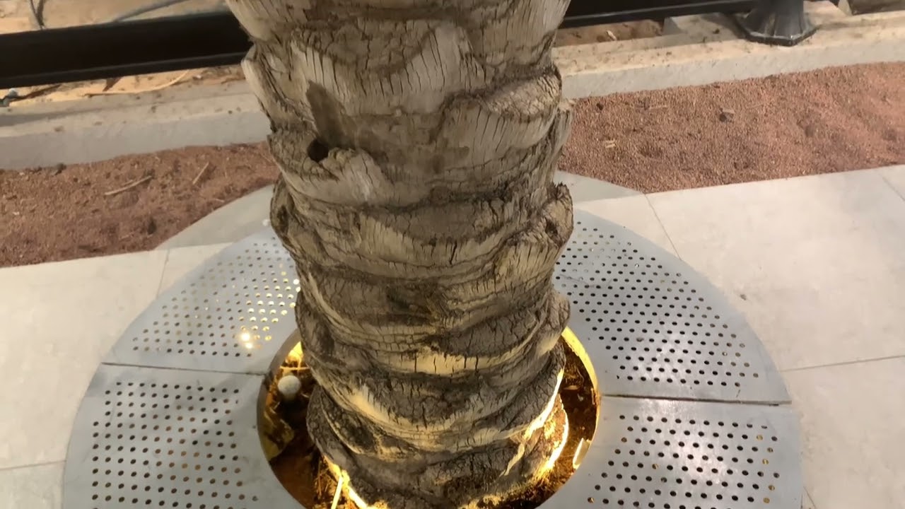 Modern Dates Palm Organic Farming