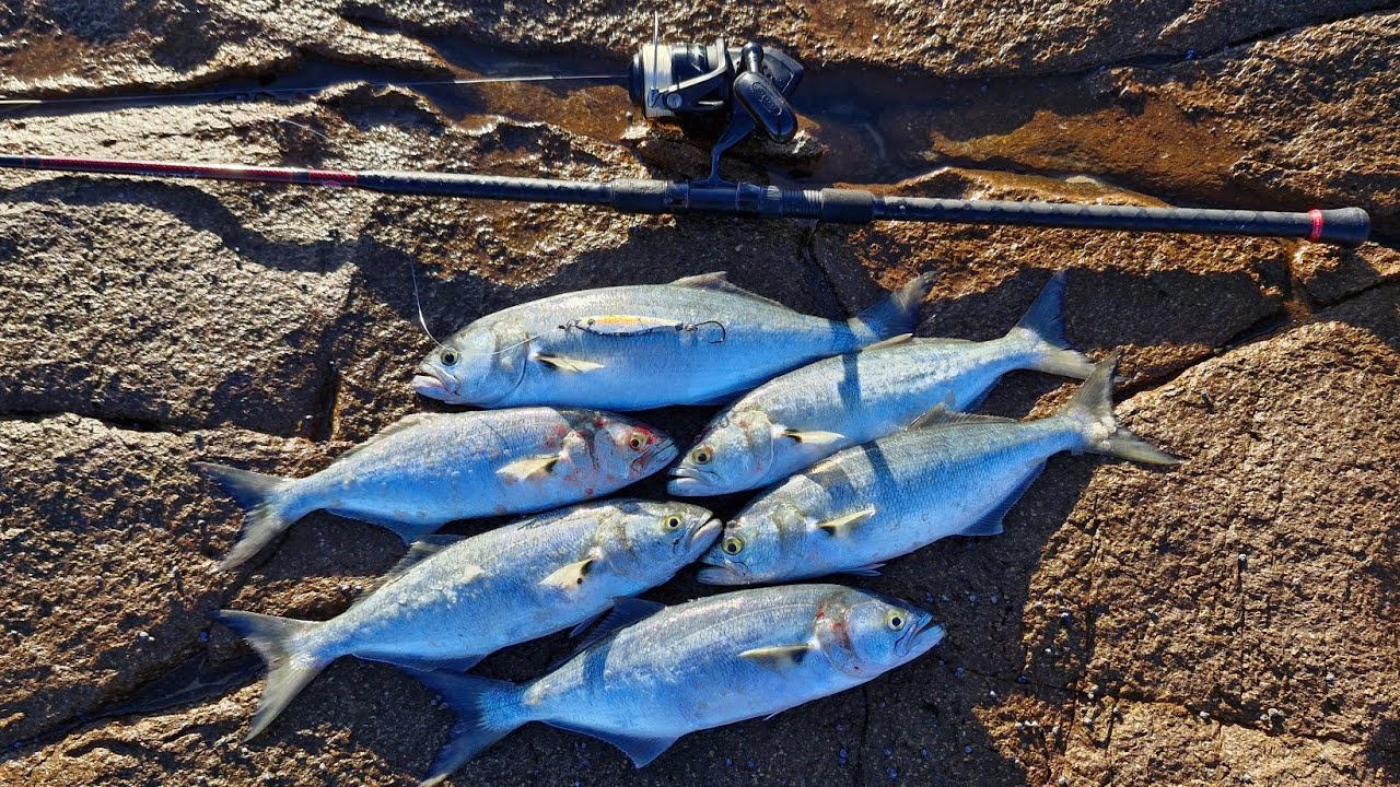 SOLO ROCK FISHING  -  TAILOR TIME