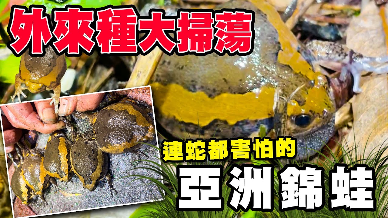 外來種系列｜半夜傳來陣陣牛叫聲，是牛還是蛙？擾人巨鳴！外來種花狹口蛙（亞洲錦蛙）