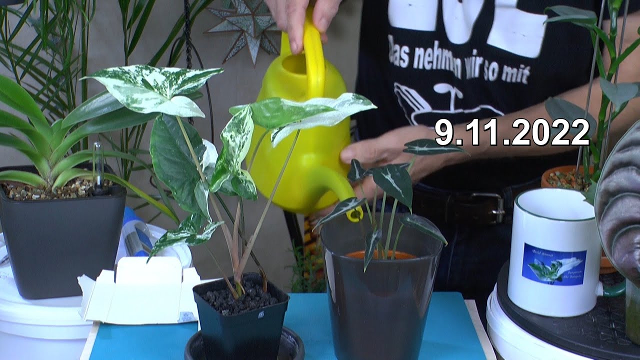 Syngonium albo Variegata umtopfen und Frauenschuh Update in der Zimmerpflanzen Pflege und mehr Pfl.