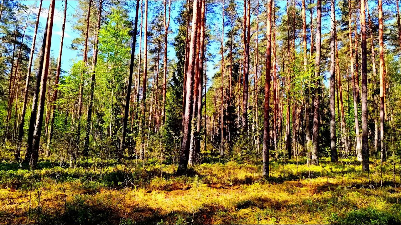 4K Forest Therapy 🌲 Tranquil Birdsong & Healing Nature Sounds