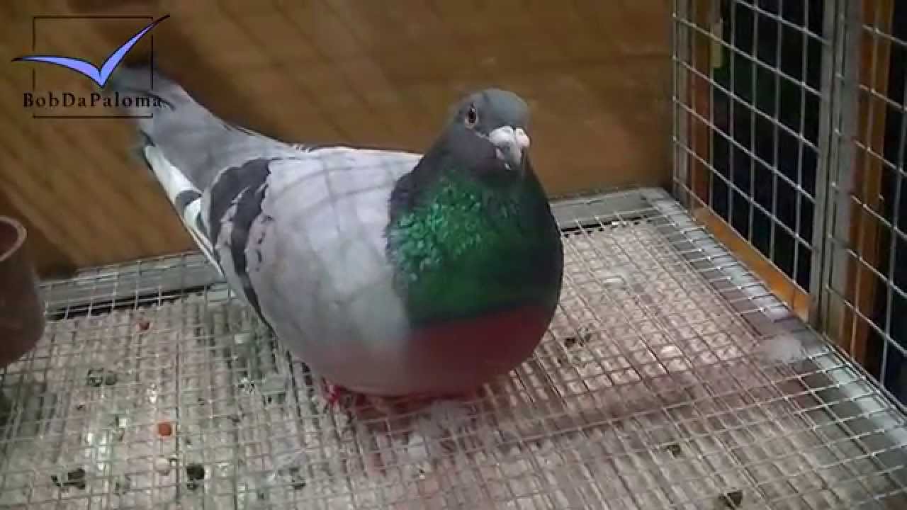 30 Superstar Racing Pigeons, German Pigeon Show DBA 2015