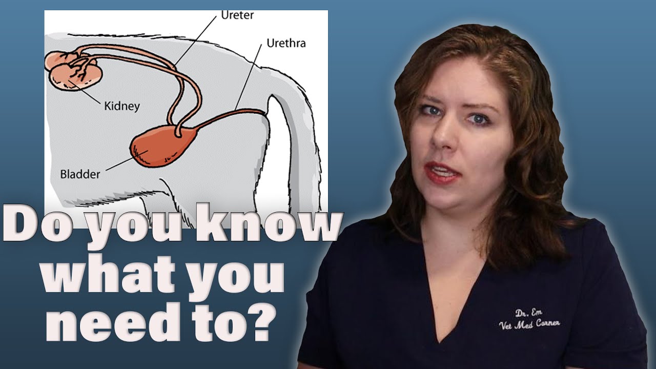 Protein Losing Nephropathy | A Veterinarian Explains