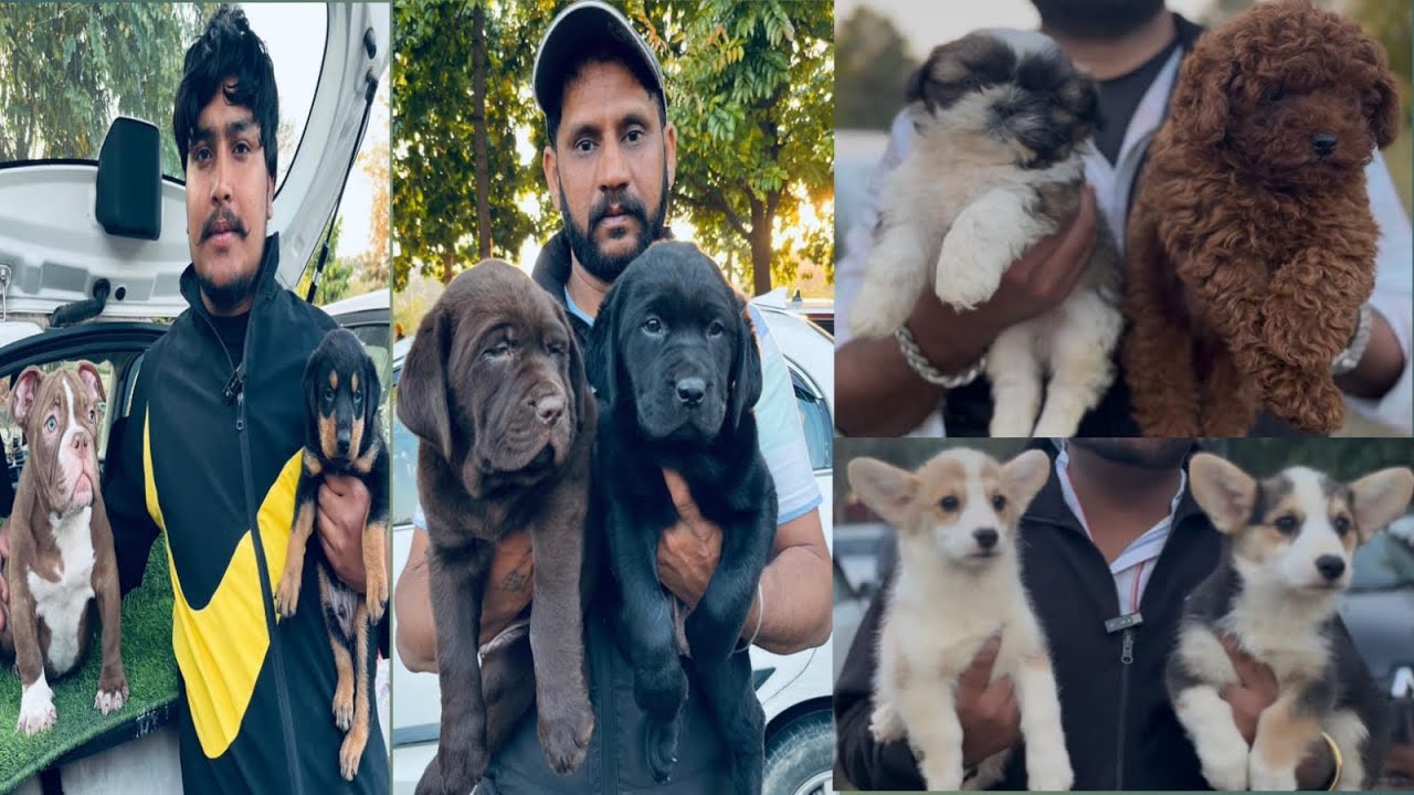 Panchkula Gets READY For Biggest Puppy Market Dog Show 2026 ❤️ RK59KENNEL