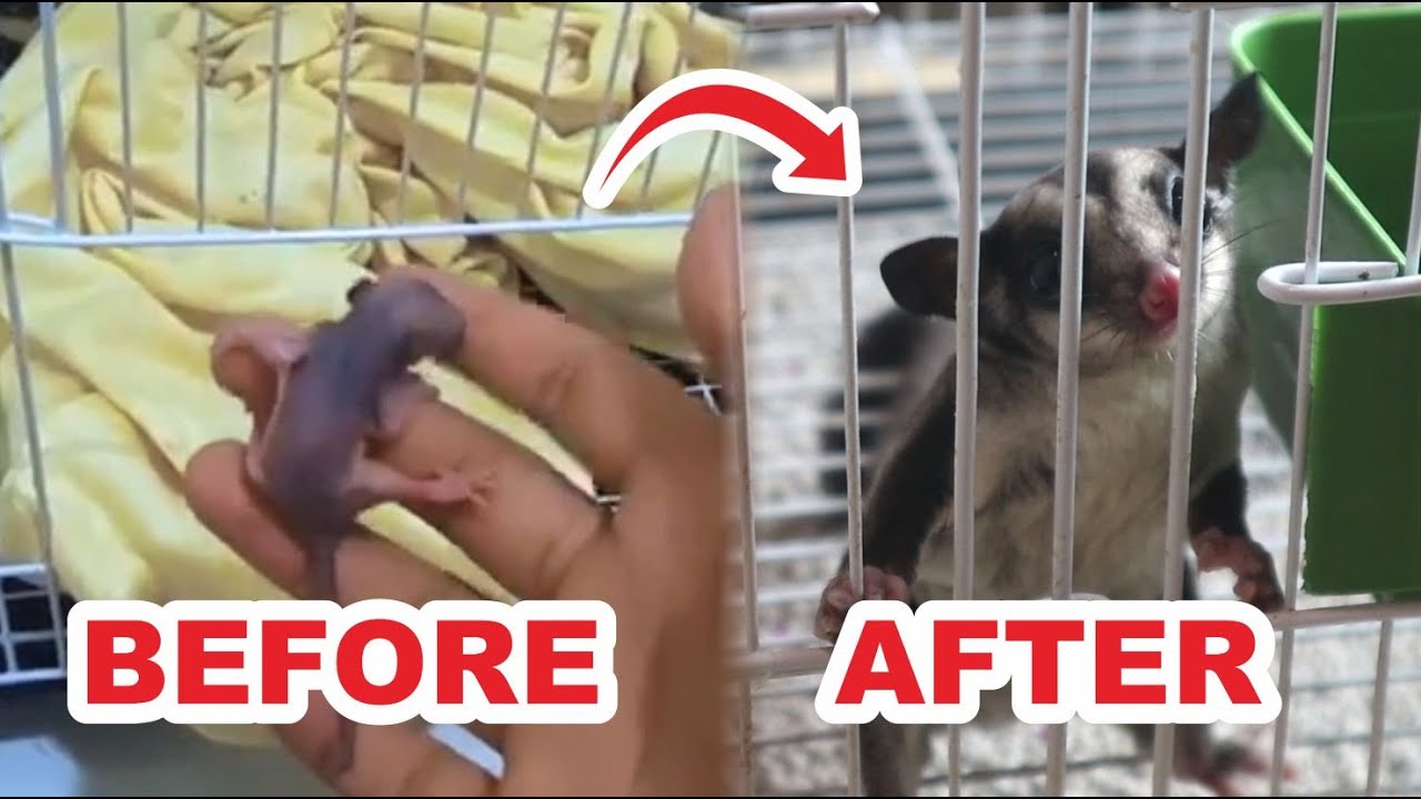 Perkembangan Baby Sugar Glider (Joey)