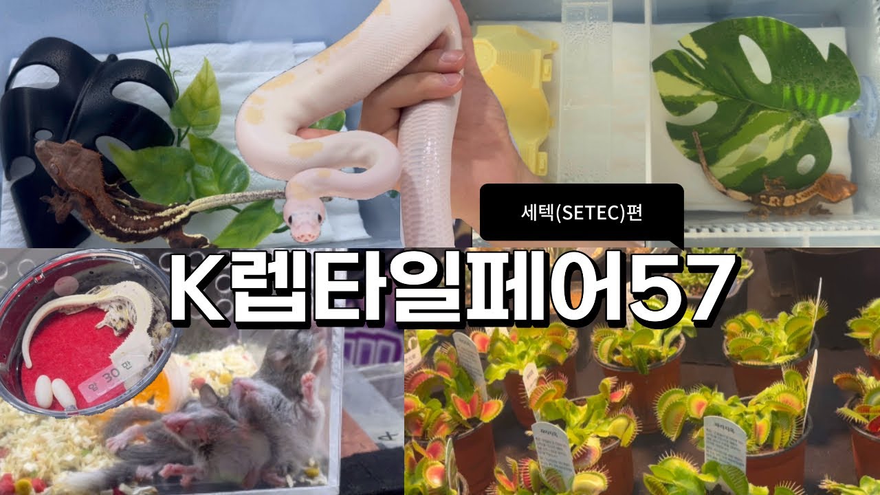 [2025 세텍 렙타일페어]구경만 하러 갔다가… 입양해버렸습니다..!