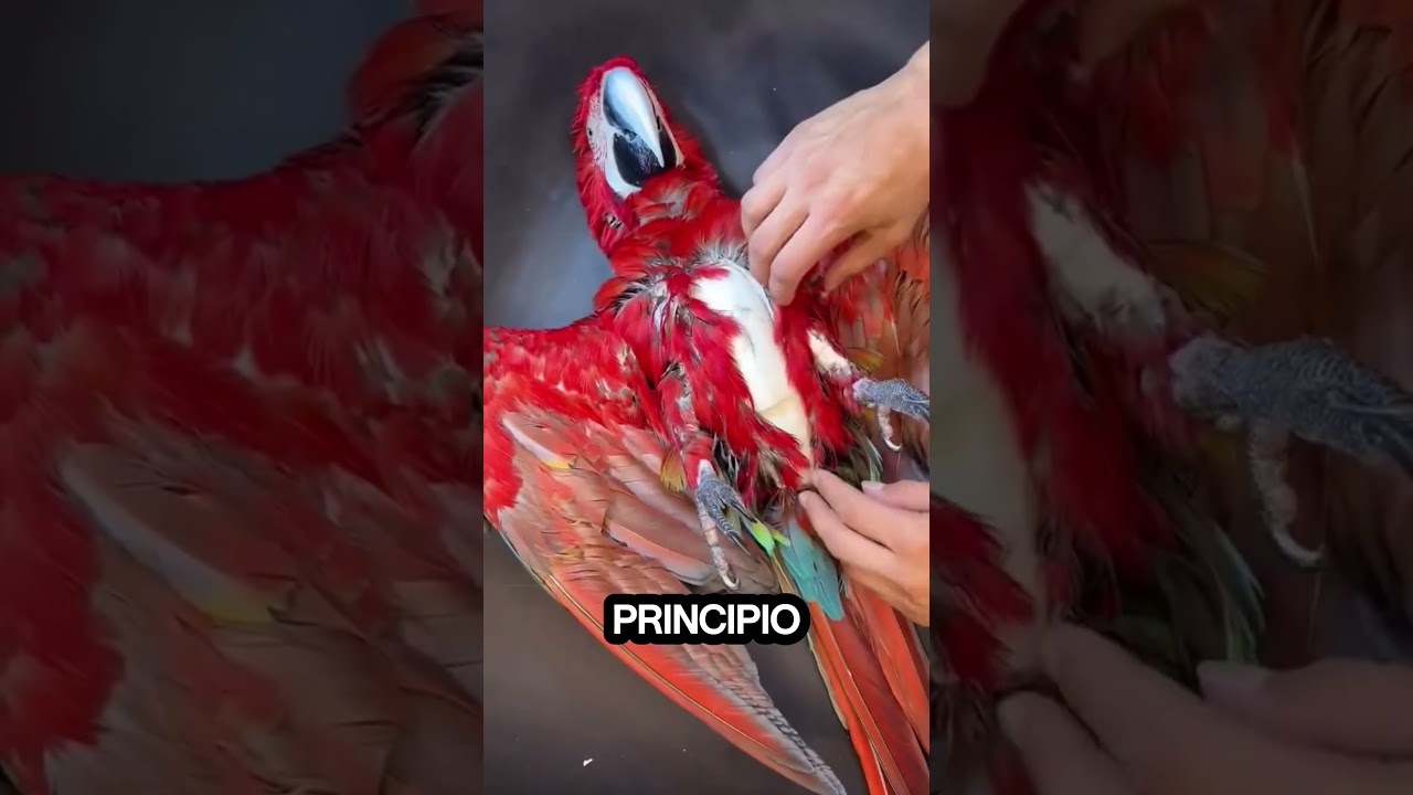 El loro mascota vuelve a la vida? #shortsvideo