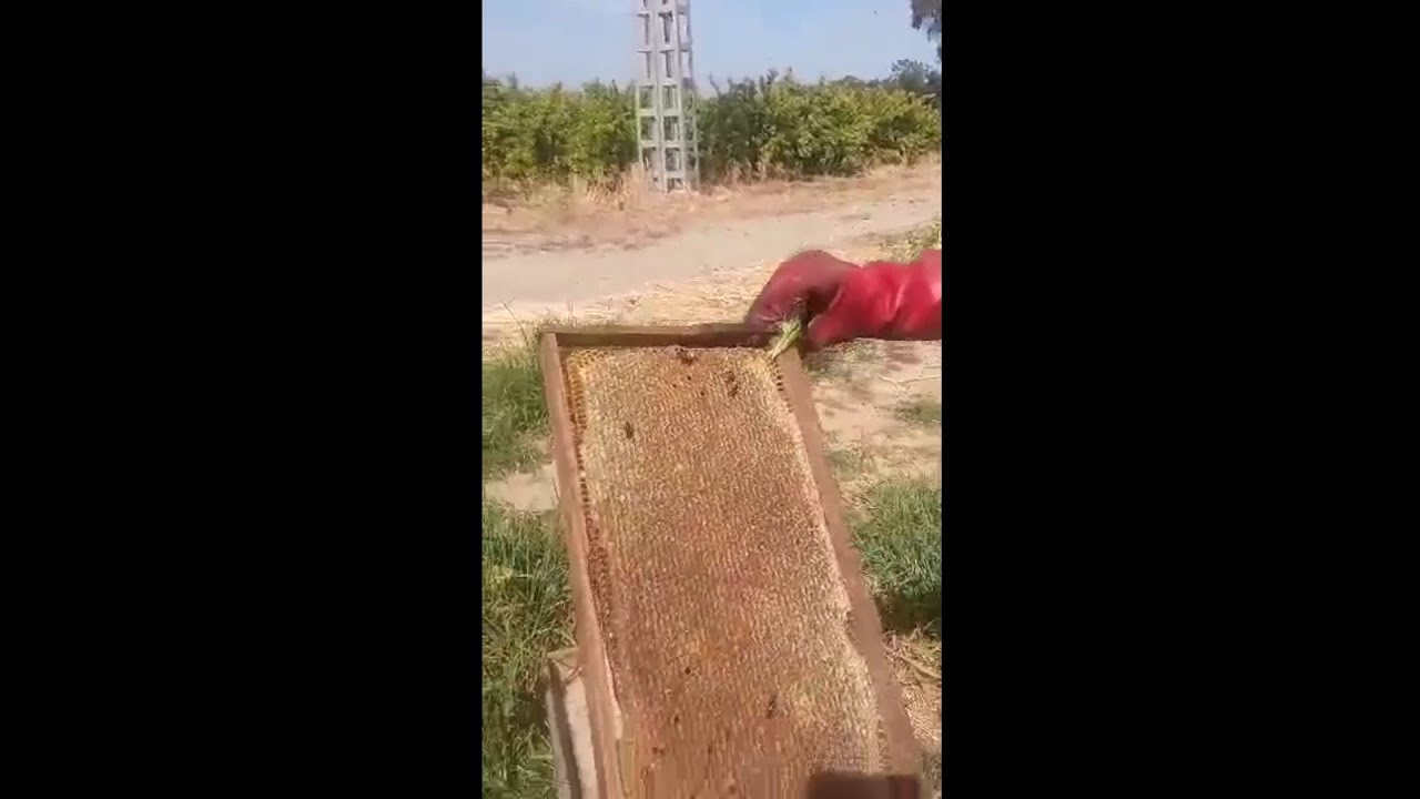 جني عسل الحمضيات ثاني أيام عيد الفطر المبارك... فيديو الأخ (محمد البليدة) الله يطرح البركة