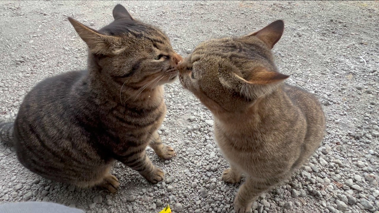 かわいい弟分の面倒を見てあげるツンデレ猫