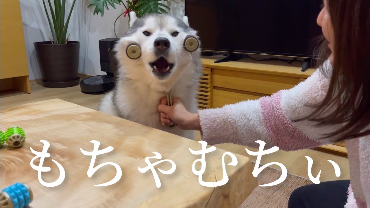 犬用小顔マッサージ機を施され、まんざらでもないシベリアンハスキー