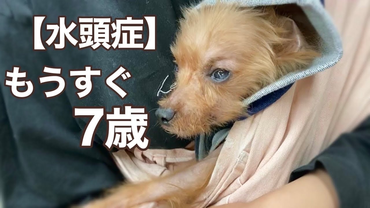 【譲渡会・後編】有名声優さんが「ふわり」のナレーションをしてくれました vol .2