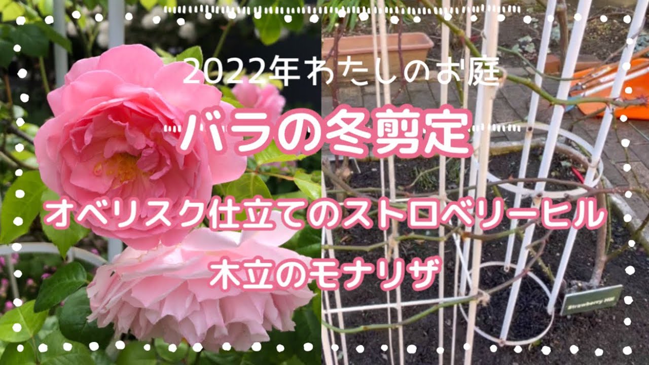 【冬剪定⑤】オベリスク仕立てのストロベリーヒルと木立のモナリザ　前年春はほとんど咲かなかったストロベリーヒル、次の春こそいっぱい咲かせたい！　なっちゃんの庭