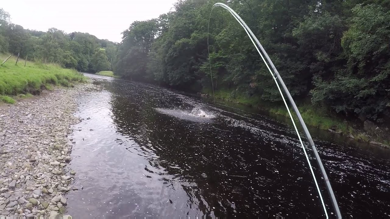 12LB Hen Salmon on the fly. Explosive take on the surface.