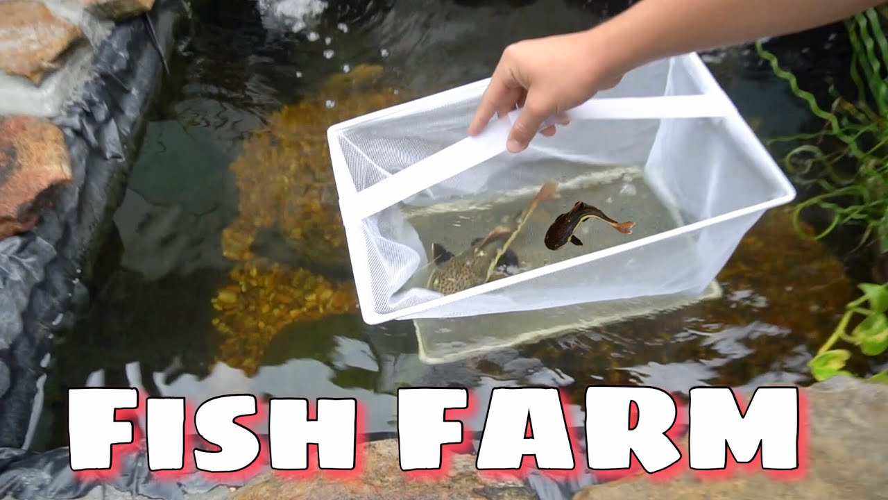 REDTAIL CATFISH FARM!?!?