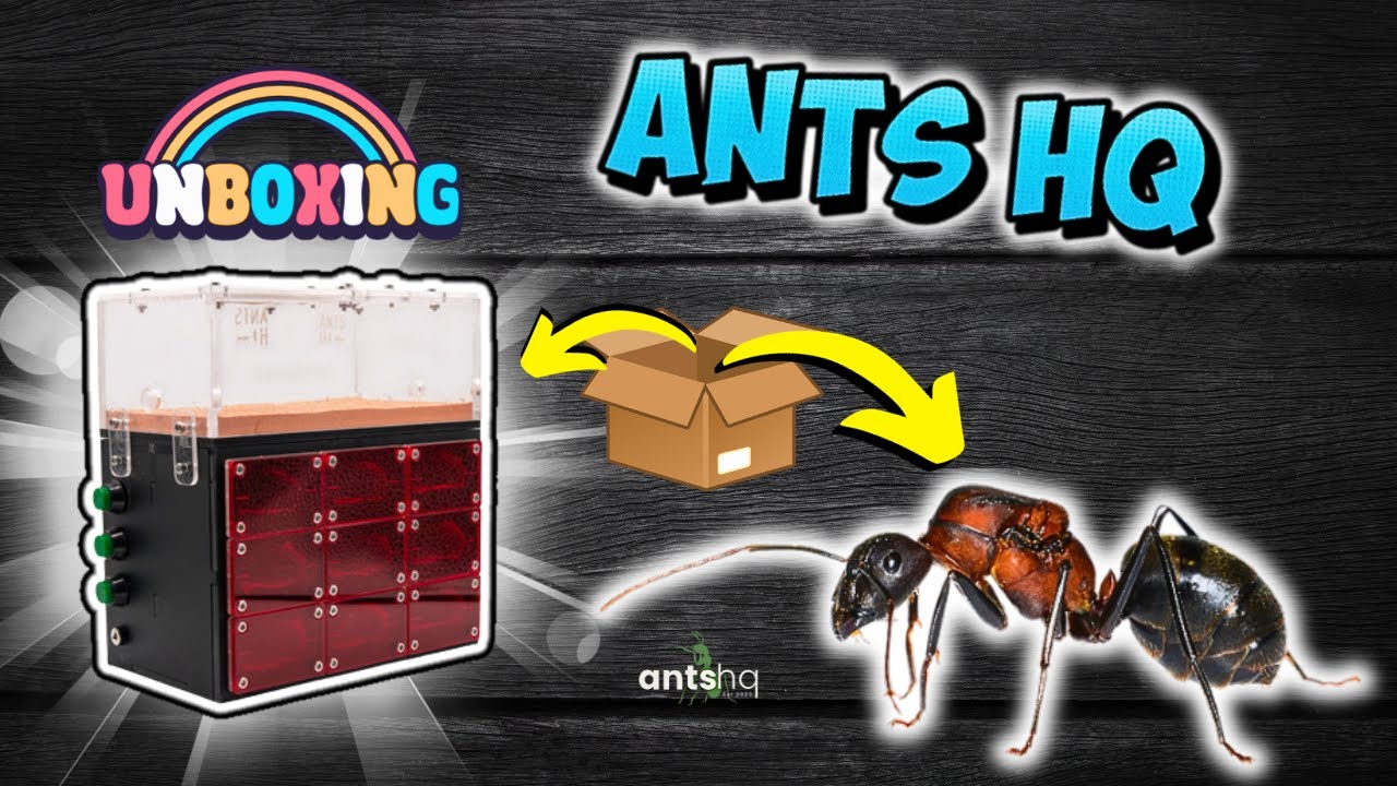 Je commande sur le nouveau site de la Boutique ANTS HQ ( UNBOXING )
